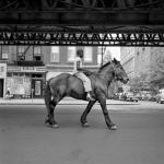 Szukajc Vivian Maier - pokaz z Miesicem Fotografii