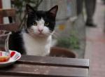 Światowy Dzień Kota 2020: Kedi - sekretne życie kotów (MOS)