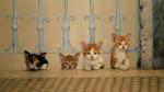 Baranki w Pieluchach: Kedi - sekretne życie kotów